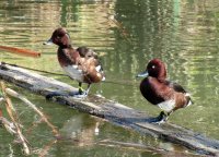 Otra de las especies interesantes, el Porrón pardo. El que veis en primer lugar es el macho, que presenta el ojo muy claro, en comparación con la hembra. 