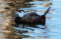 Otra de las joyas de La Cañada de los Pájaros, la Malvasía cabeciblanca.