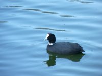 Fochas cornudas con su identificación nadan libremente por el humedal de Cañada de los Pájaros. 