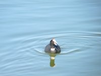 Fochas cornudas con su identificación nadan libremente por el humedal de Cañada de los Pájaros. 