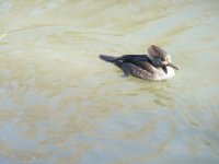 ¿torpedo? o ¿pájaro loco? 