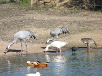 Grullas comunes pastando a la orilla del charcón. La idea es recuperarla como nidificante en España. 