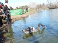 Momentos antes de la suelta de fochas morunas y cercetas.