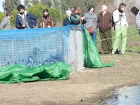 Momentos antes de la suelta de fochas morunas y cercetas.
