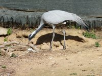 Gulla Damisela; otra posible nidificante en nuestro país. 