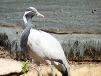 Gulla Damisela; otra posible nidificante en nuestro país. 