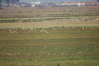 Nuestro trabajo consiste en determinar las parcelas con mayor valor y uso por parte de las aves esteparias…. como esta de la fotografía en la que decenas de sisones la utilizan durante la invernada 