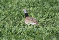 Sisón en un campo de veza. Fotografía: Carlos Jaramillo ALFFA Torrejón de Velasco