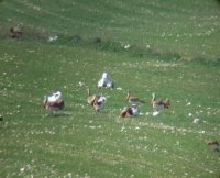 Avutardas en campo de veza. 