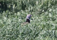 Diversas fotografías de sisones en campos de veza. Autor: Carlos Jaramillo, ALFA Torrejón de Velasco. 