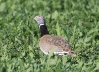 Diversas fotografías de sisones en campos de veza. Autor: Carlos Jaramillo, ALFA Torrejón de Velasco. 