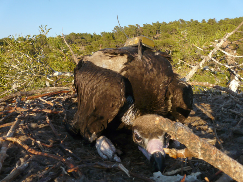 El pollo de buitre negro marcado en Ávila ya de vuelta al nido con su transmisor