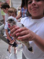 Los niños liberan a sus primillas