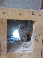 Uno de los 30 pollos de cernícalo primilla liberado