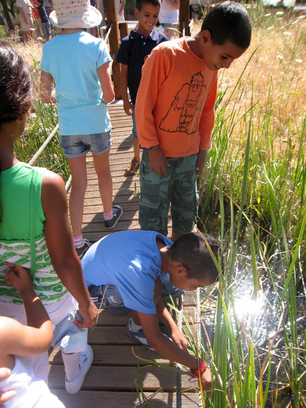 niños saharahui s en la charca de anfibios observando las ranas..