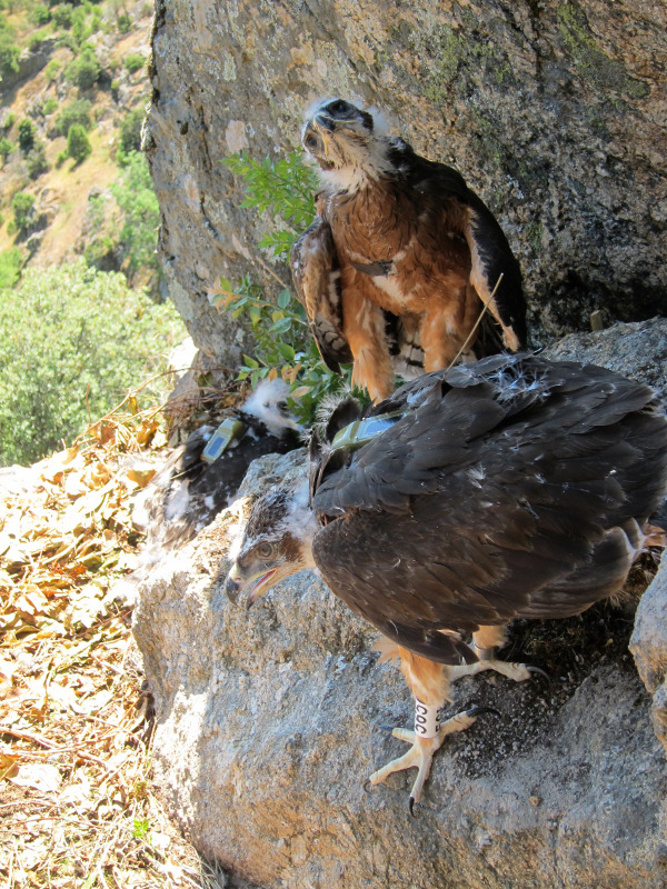 Liberacion de 4 águilas perdiceras madrid