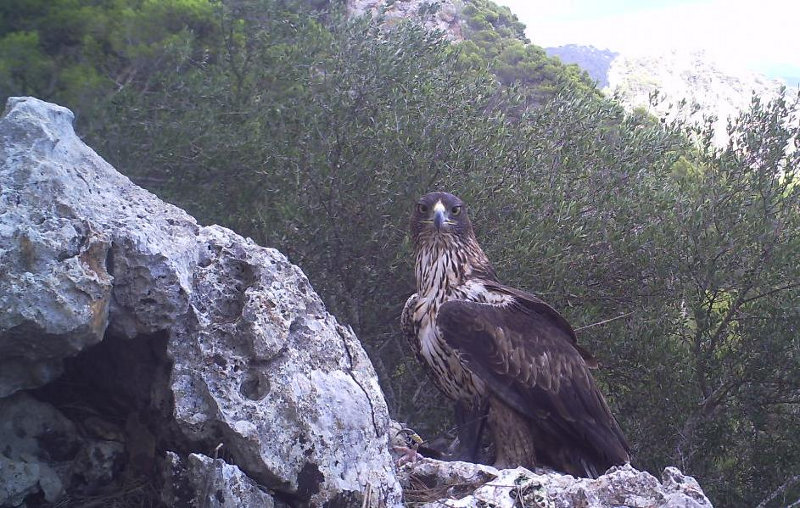 Nora, águila perdicera, en Es Raiguer