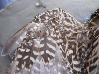 Fractura de  carpo derecho abierta a nivel articular.