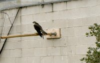 El halcón peregrino en el voladero de GREFA.