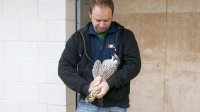 Nacho prepara el halcón para su traslado.