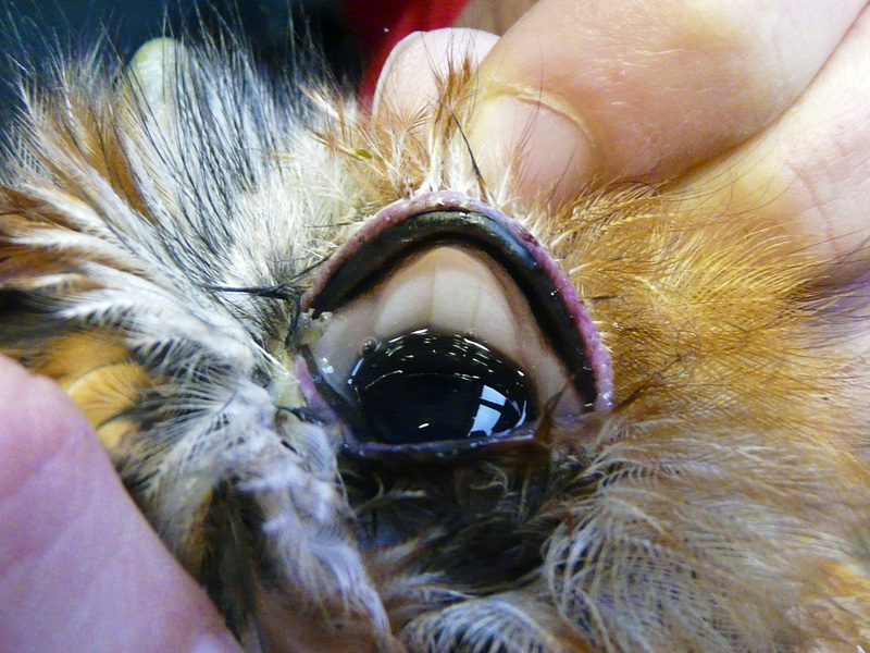 Fig. 2.- Blefaritis ojo derecho