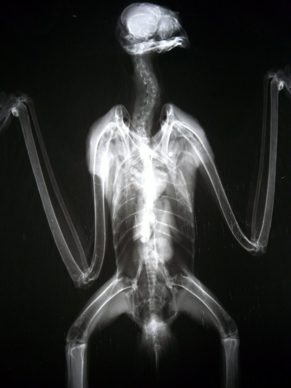 Radiografía del aguilucho lagunero