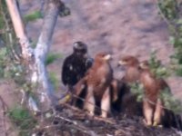 Los tres pollos con su madre Susana, nada más empezar su periodo de dependencia y por lo tanto sus primeros vuelos.