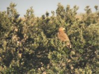 Una de las hembras en una encina cercana al nido. Esta hembra fue la última en volar y está resultando ser la más tímida y escurridiza.