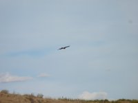 Las jovenes águilas en vuelo.