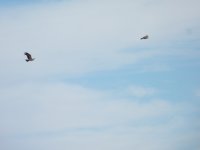 Las jovenes águilas en vuelo.