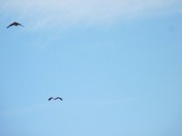 Las jovenes águilas en vuelo.