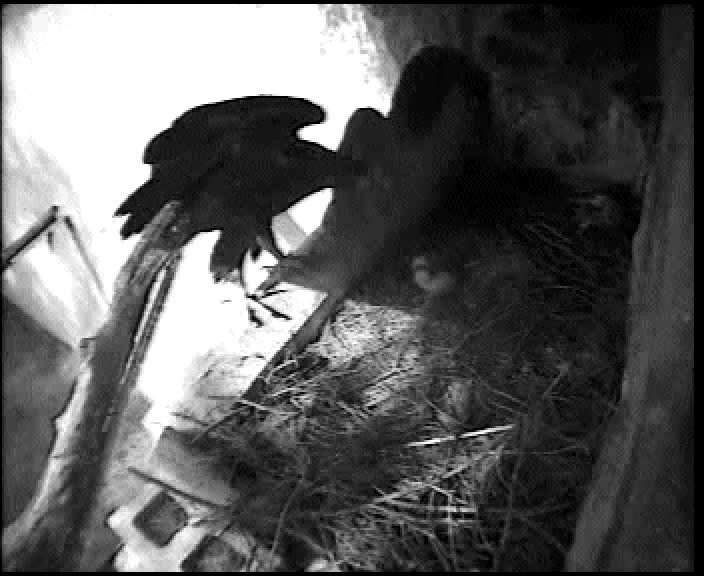Introducción del pollo de águila real en nido el nido con sus padres