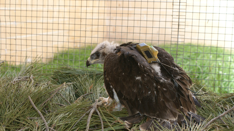 Pollo de águila perdicera marcada con GPS/Satelite para su liberación
