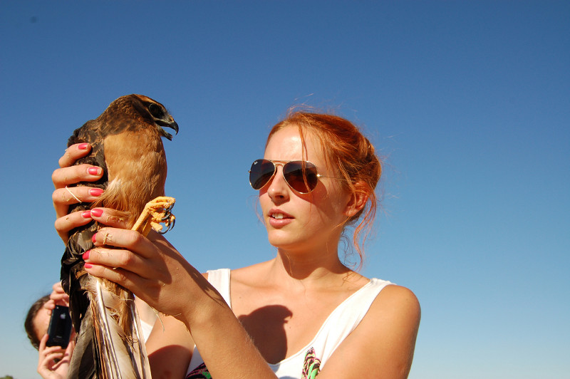 Una voluntaria del campo internacional de trabajo de GREFA, en Majadahonda (Madrid), se dispone a liberar en su hábitat natural un pollo de aguilucho cenizo (foto: GREFA)