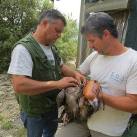 Colocación del transmisor con el que estamos siguiente a nuestro manachus asturiano. 