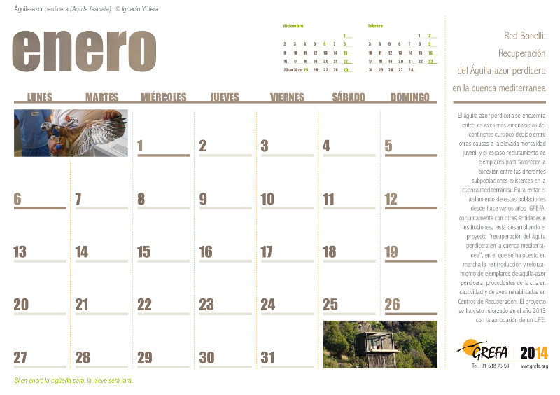Calendario GREFA-2014. Enero, el águila perdicera