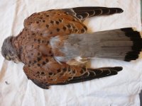 Vista dorsal del cernícalo disparado