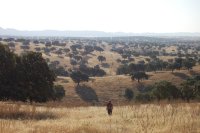 Uno de los observadores recorre la propia traza del oleoducto y estáflanqueado a 100 metros a izquierda y derecha por los otros dos observadores. En la fotografía se observa ( y ello se ha reflejado en los informes) el escaso impacto que el oleoducto tiene en el paisaje de esta singular dehesa Castellano Manchega.