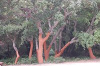 El Parque Natural de los Alcornocales recibe su nombre de este singular árbol que permite la extracción de su corteza. Durante nuestro trabajo se estaba realizando el descorche en una franja ligada al oleoducto.