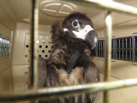 Ingresando en GREFA dentro de su transportin