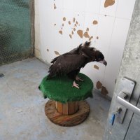 Buitre negro procedente de Moralzarzal