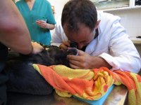 Revisión veterinaria al ingreso en GREFA