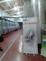 Un cartel de LIFE BONELLI en la bodega de Vinyes Mortitx indica la colaboración en el proyecto de esta empresa vinícola mallorquina, cuyas instalaciones fueron visitadas por los asistentes al seminario (foto: José Antonio Montero).