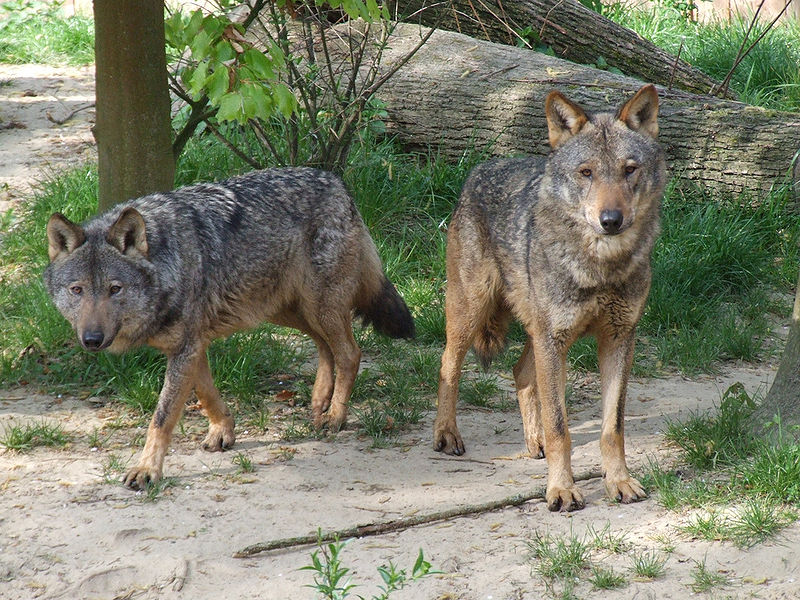 Canis lupus signatus Kerkrade Zoo, wikipedia
