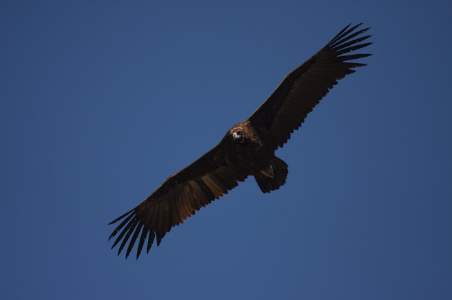 Corneli, black vulture. Marc Galvez