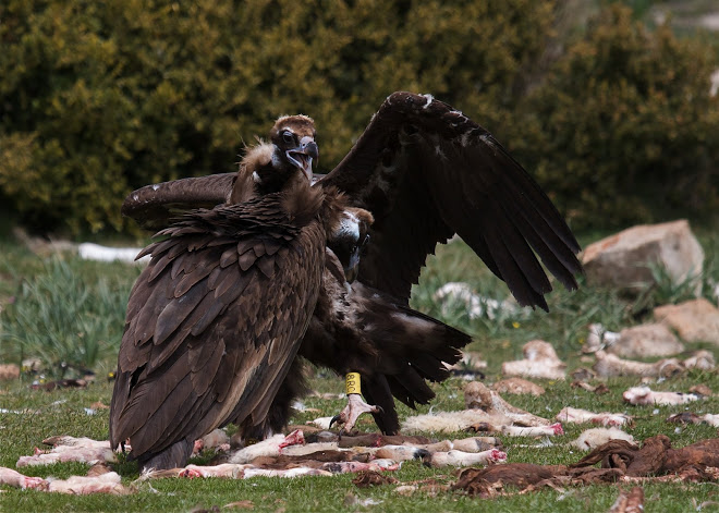 Corneli and Mario, black vultures. Marc Galvez