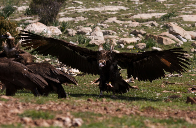 Gallarda, black vulture