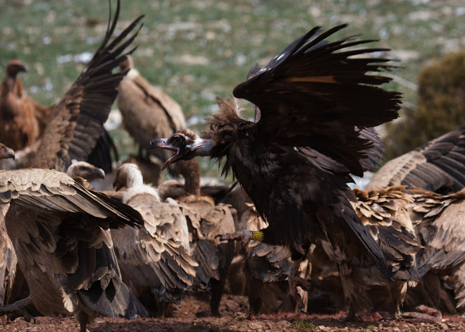 Gallarda, black vulture. Marc Galvez