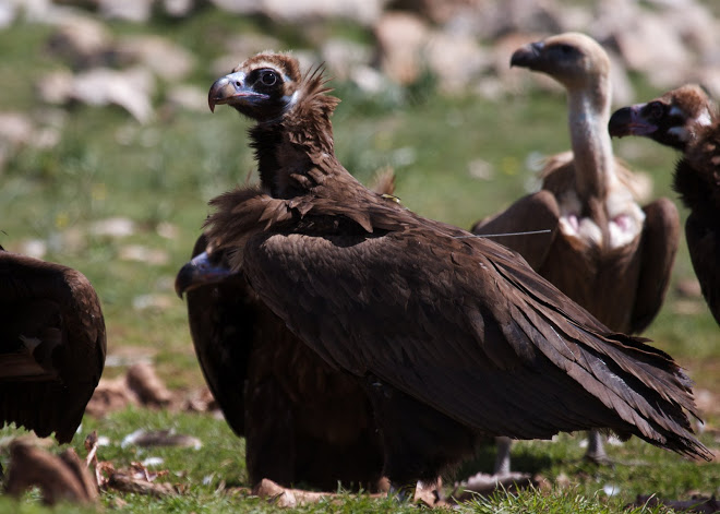 Hervasabina, black vulture. Marc Galvez