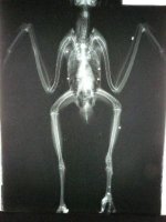 Once general ingreso